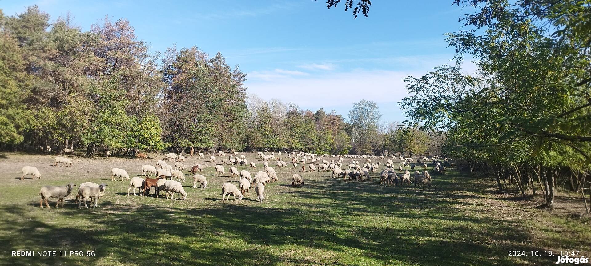 Költözne négy darab Ilde France kos 