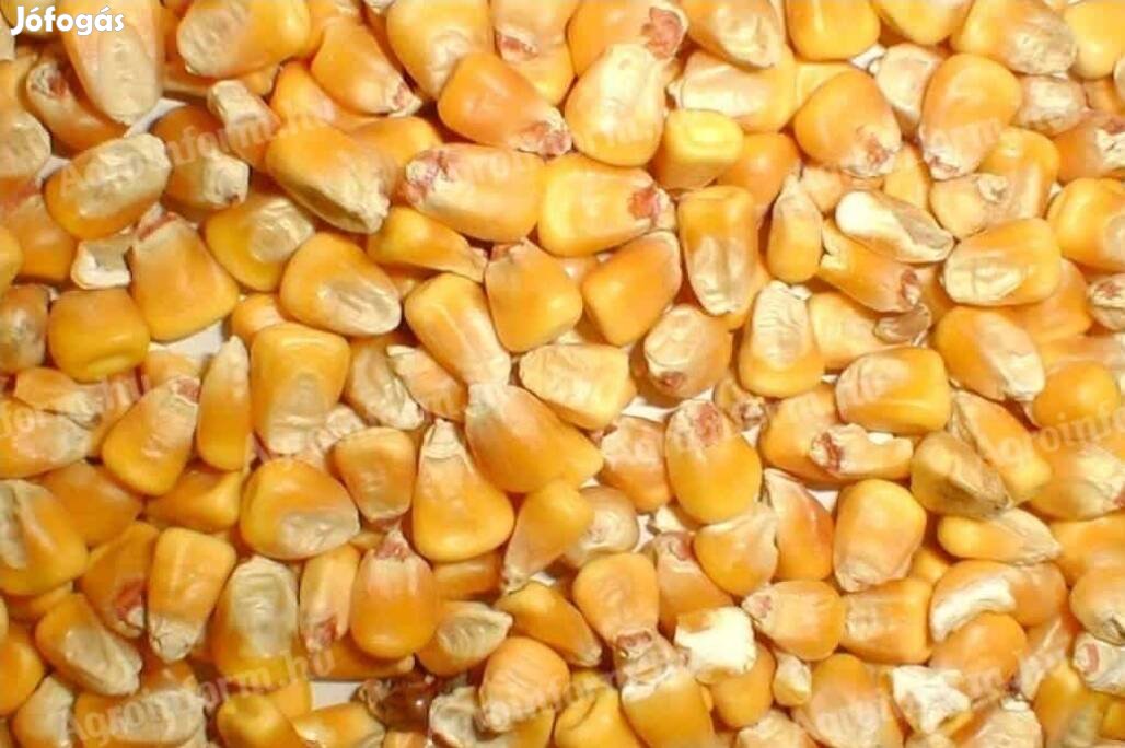 Kombájn tiszta kukorica nagy tételben 
