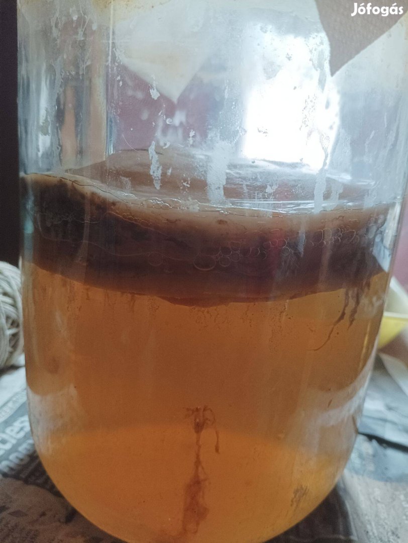 Kombucha gomba