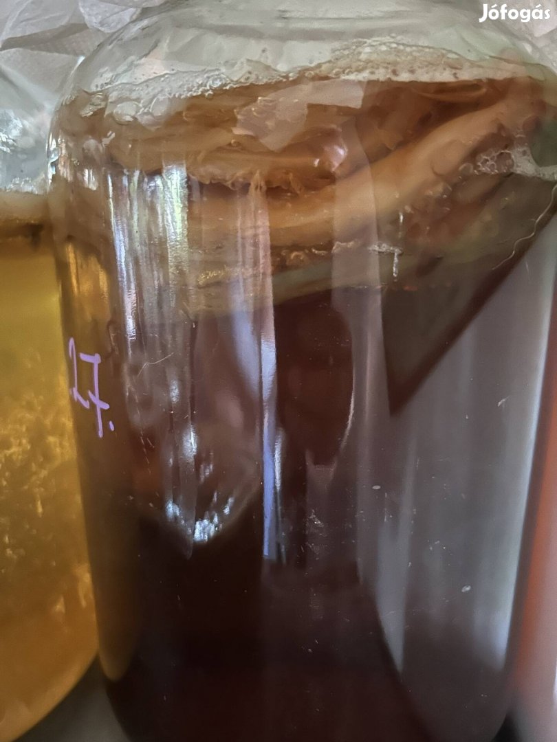 Kombucha scoby