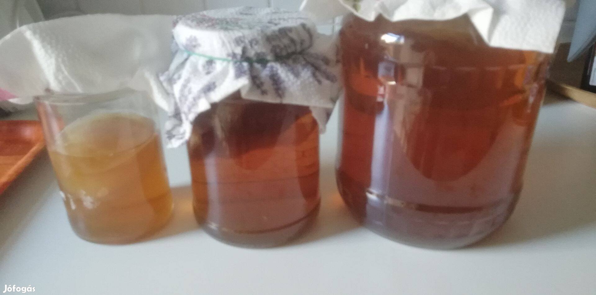 Kombucha tea készítéshez gomba, egészséges