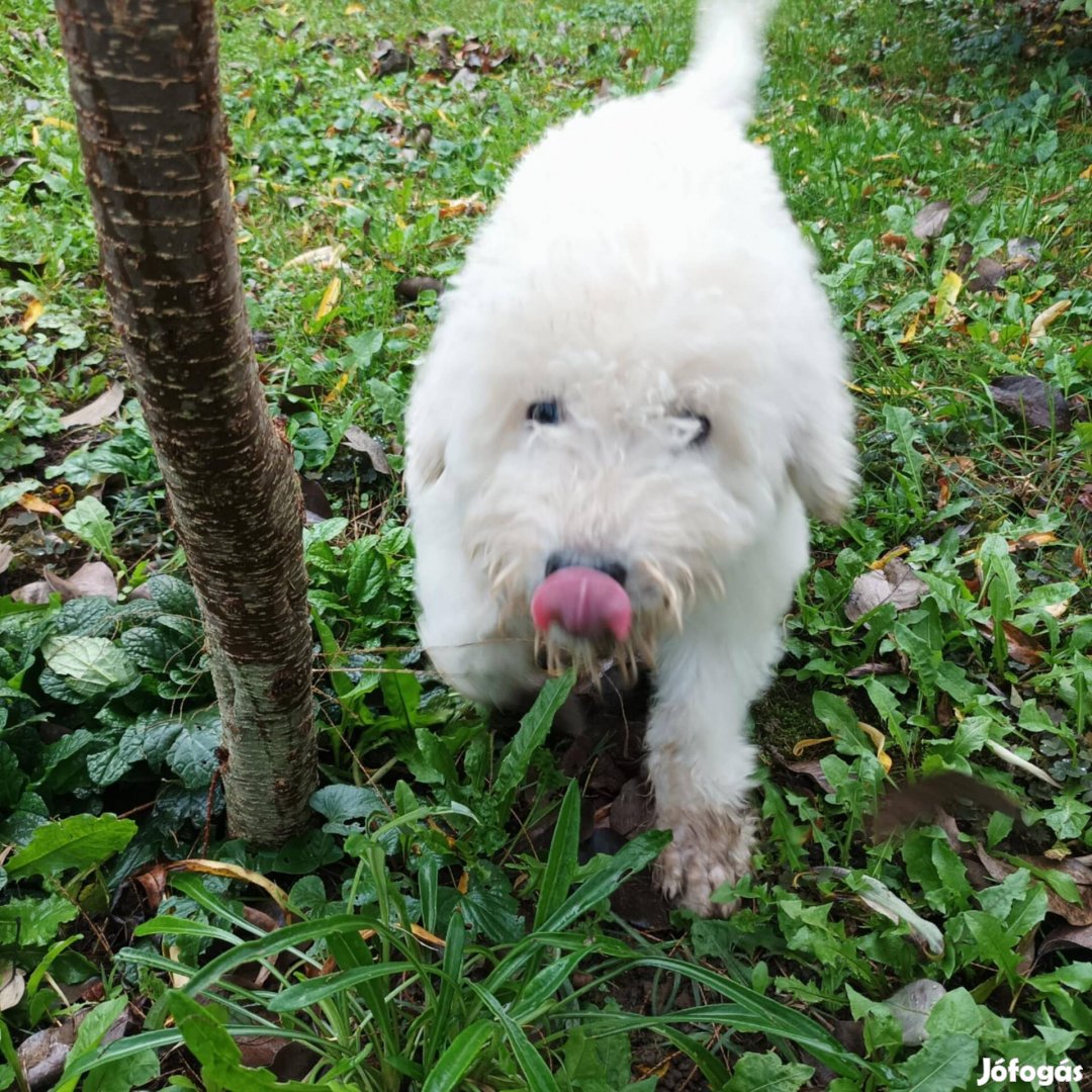 Komondor fajtajellegű kan kiskutya ingyen elvihető