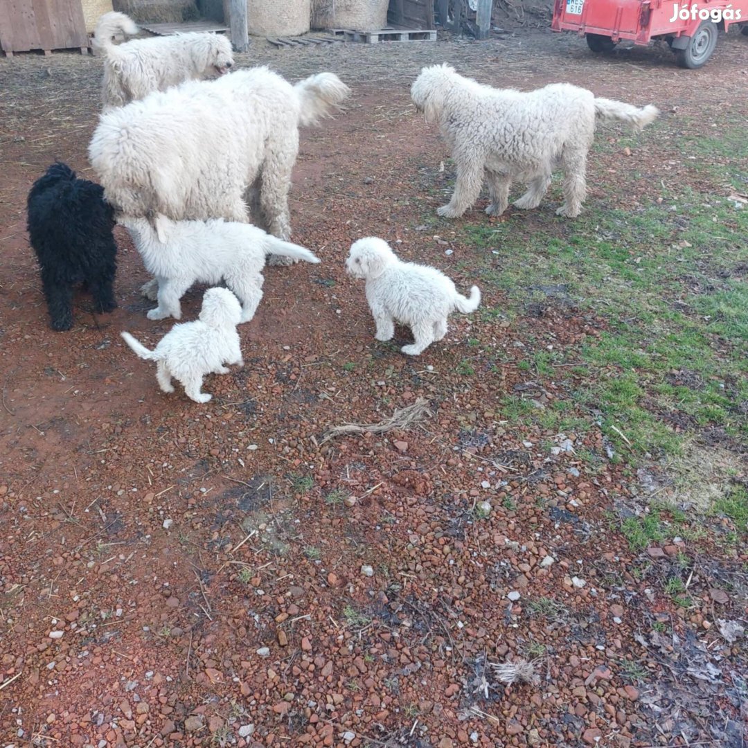 Komondor fajtatiszta jellegű kiskutyák ingyen elvihetőek
