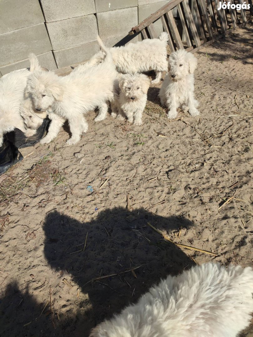 Komondor jellegű kiskutyák Ingyen !!! Örökbe fogadás !!!!!