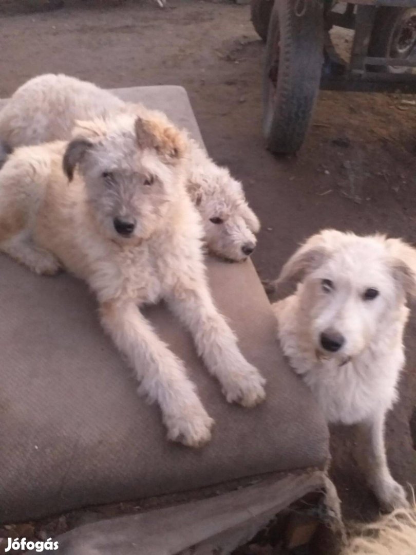 Komondor keverékek 5 hónaposak Ingyen Győr