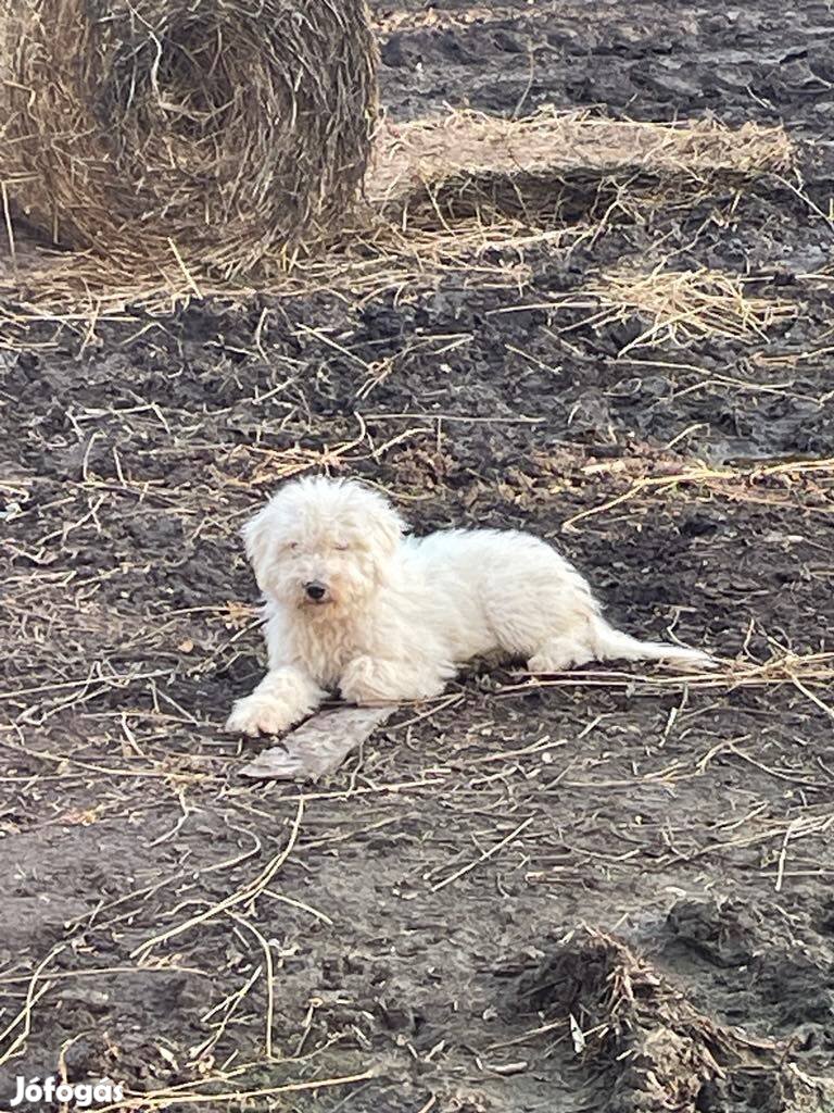 Komondor kiskutyák eladók