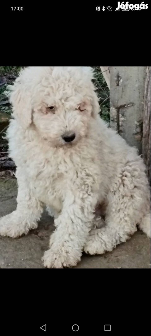 Komondor kiskutyak ingyen elvihetok 