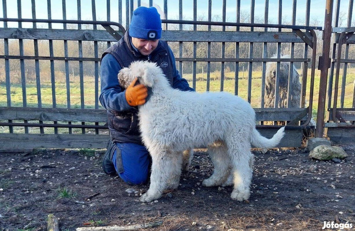 Komondor törzskönyves kölykök eladók