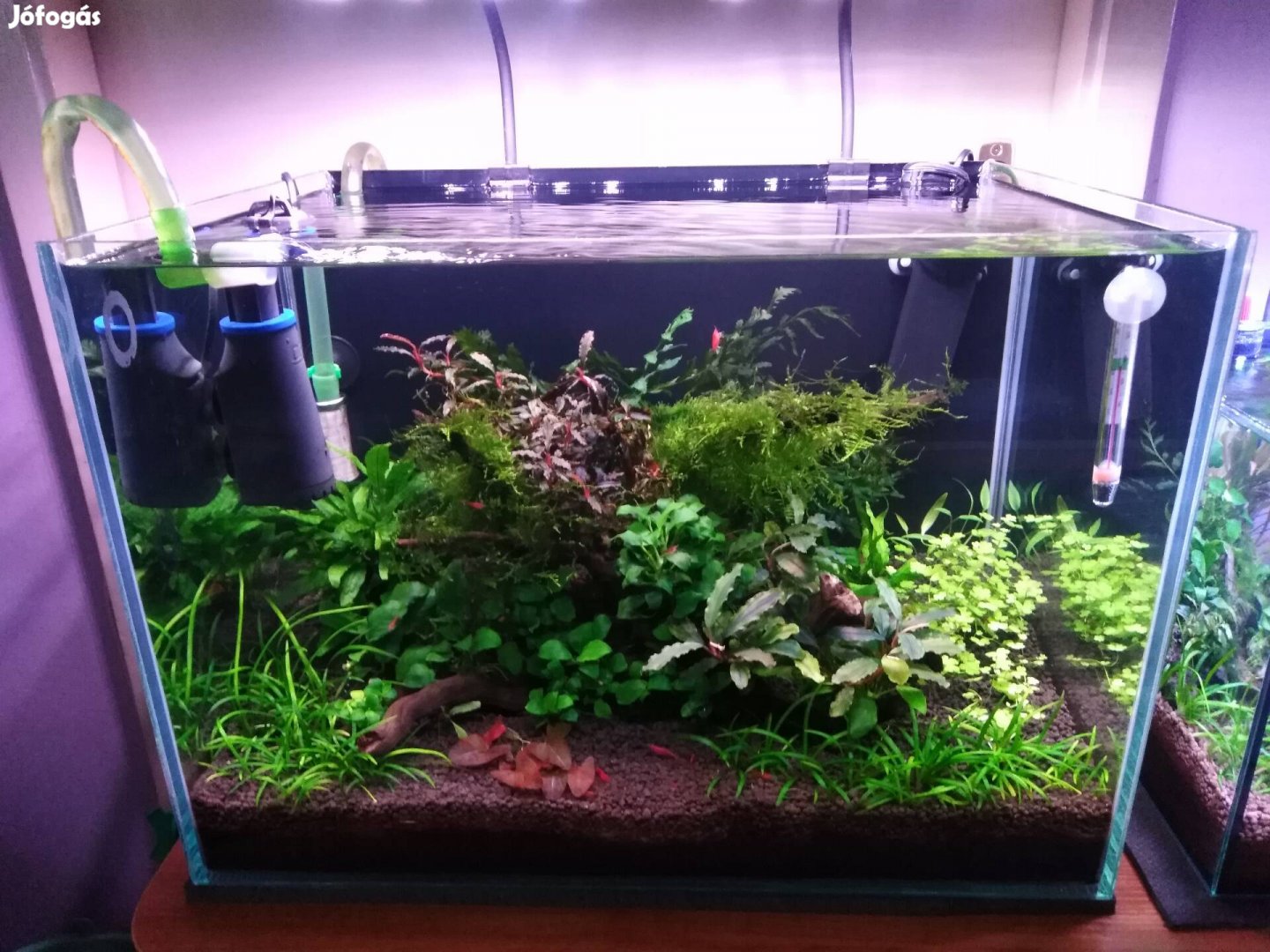 Komplett növényes  akvárium ahogy a képeken