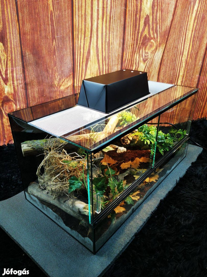 Komplett terrárium szett eladó - akár lakóval együtt - új -