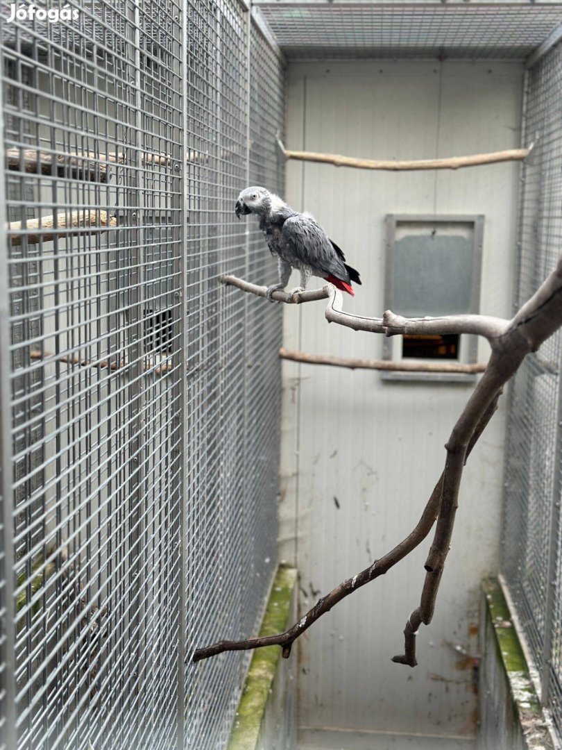 Kongo Jákó papagáj pár