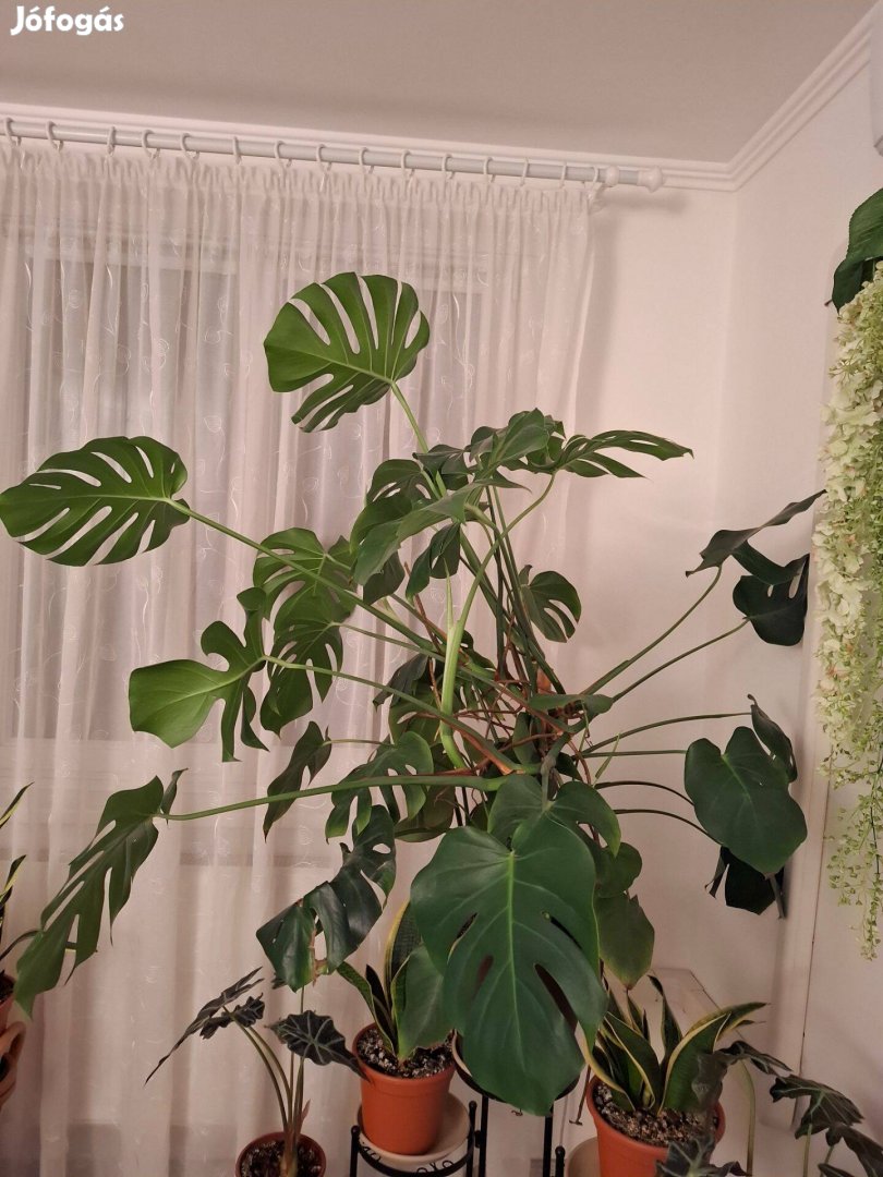 Könnyező pálma, (Monstera) nagyméretű kedvező áron eladó