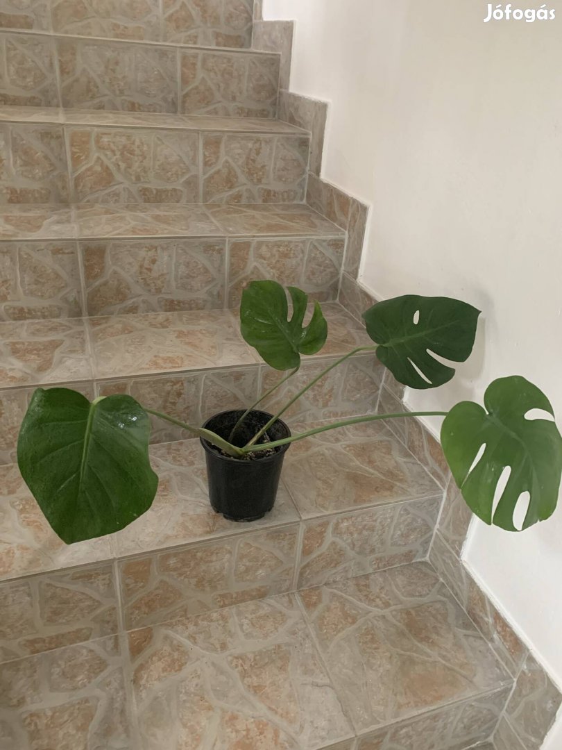 Könnyezőpálma Monstera Filodendron