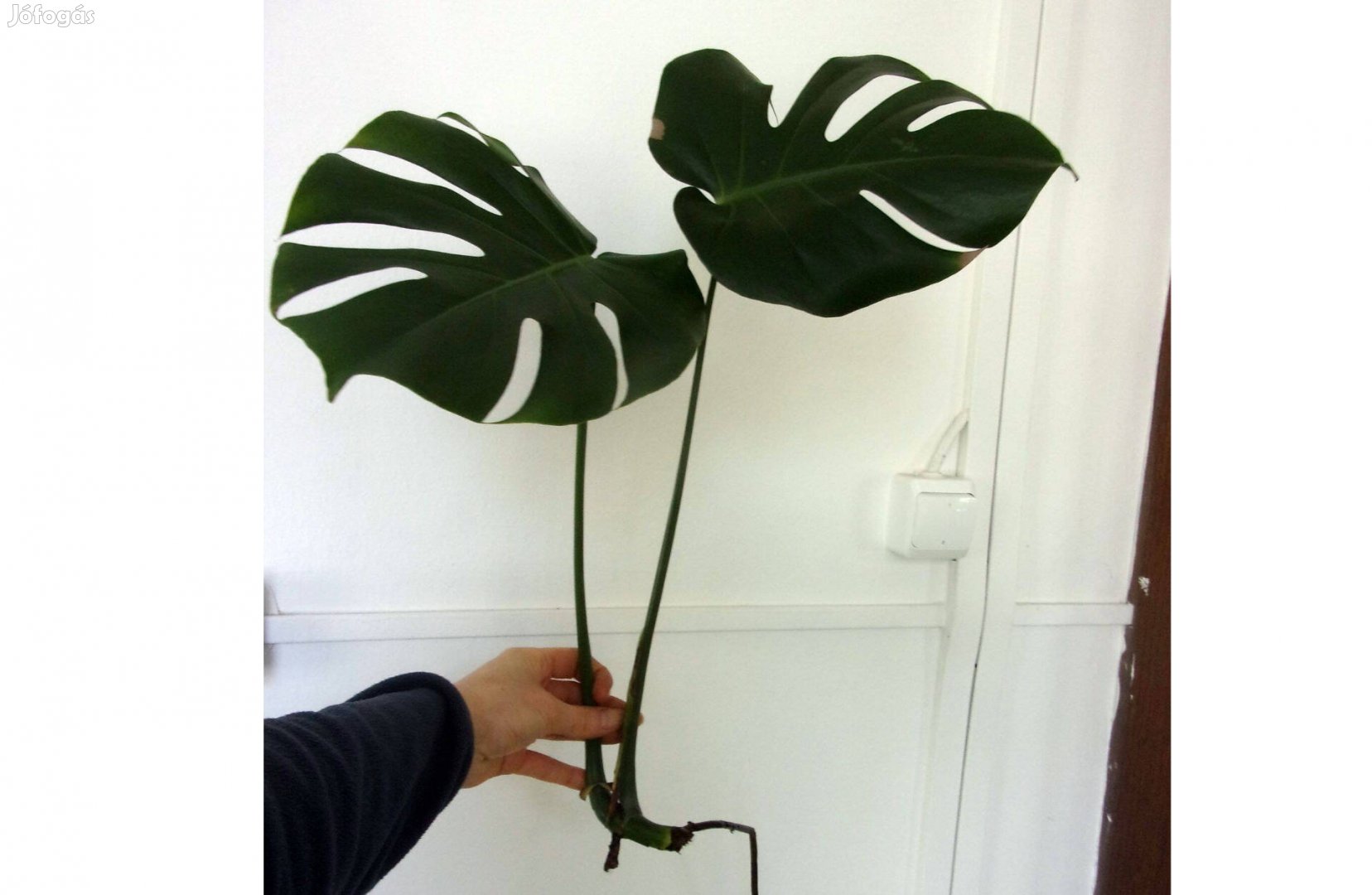 Könnyezőpálma Monstera Könnyező pálma Filodendron Újpest központ közel