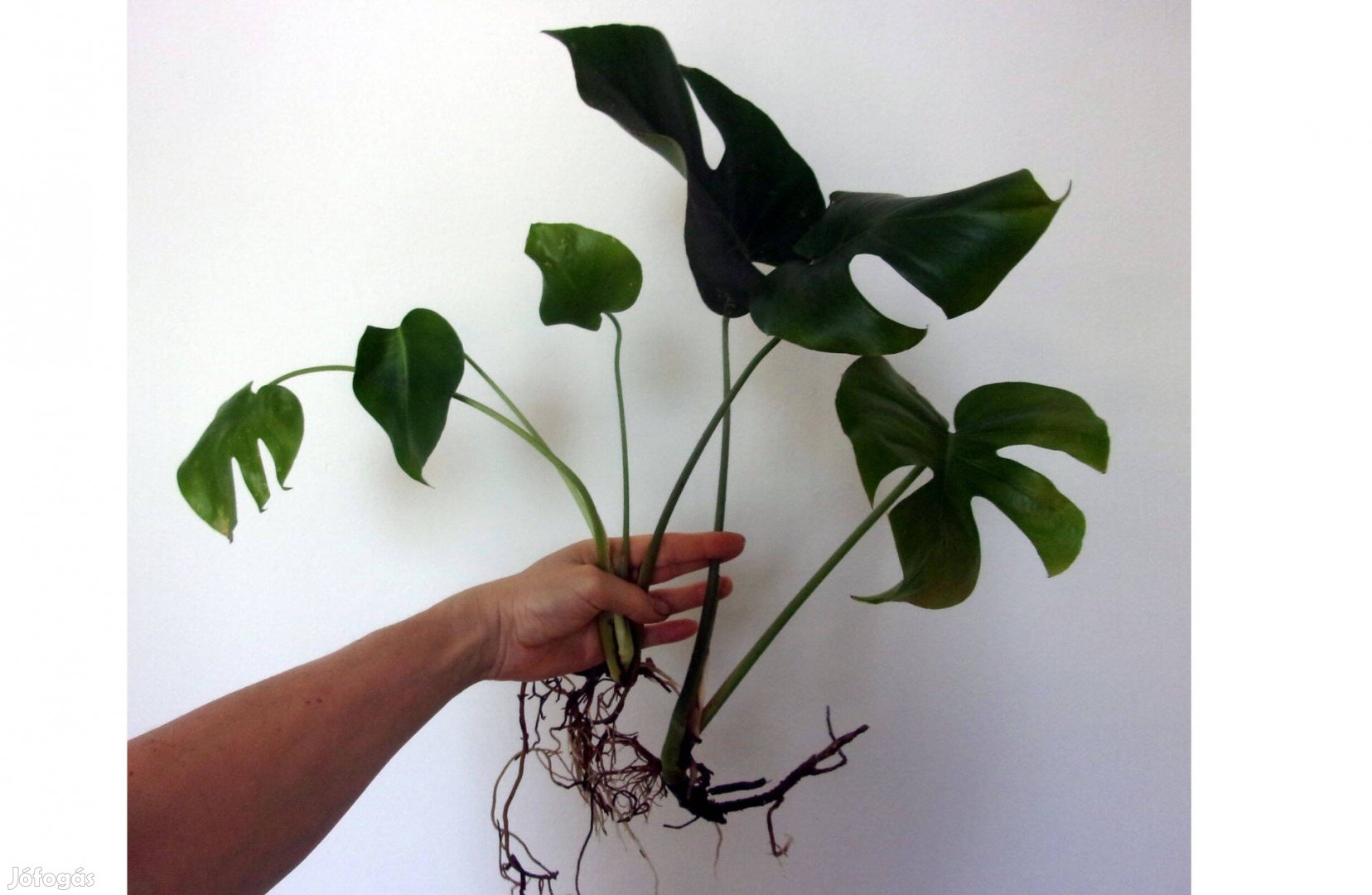 Könnyezőpálma Monstera Könnyező pálma Filodendron Újpest központ közel