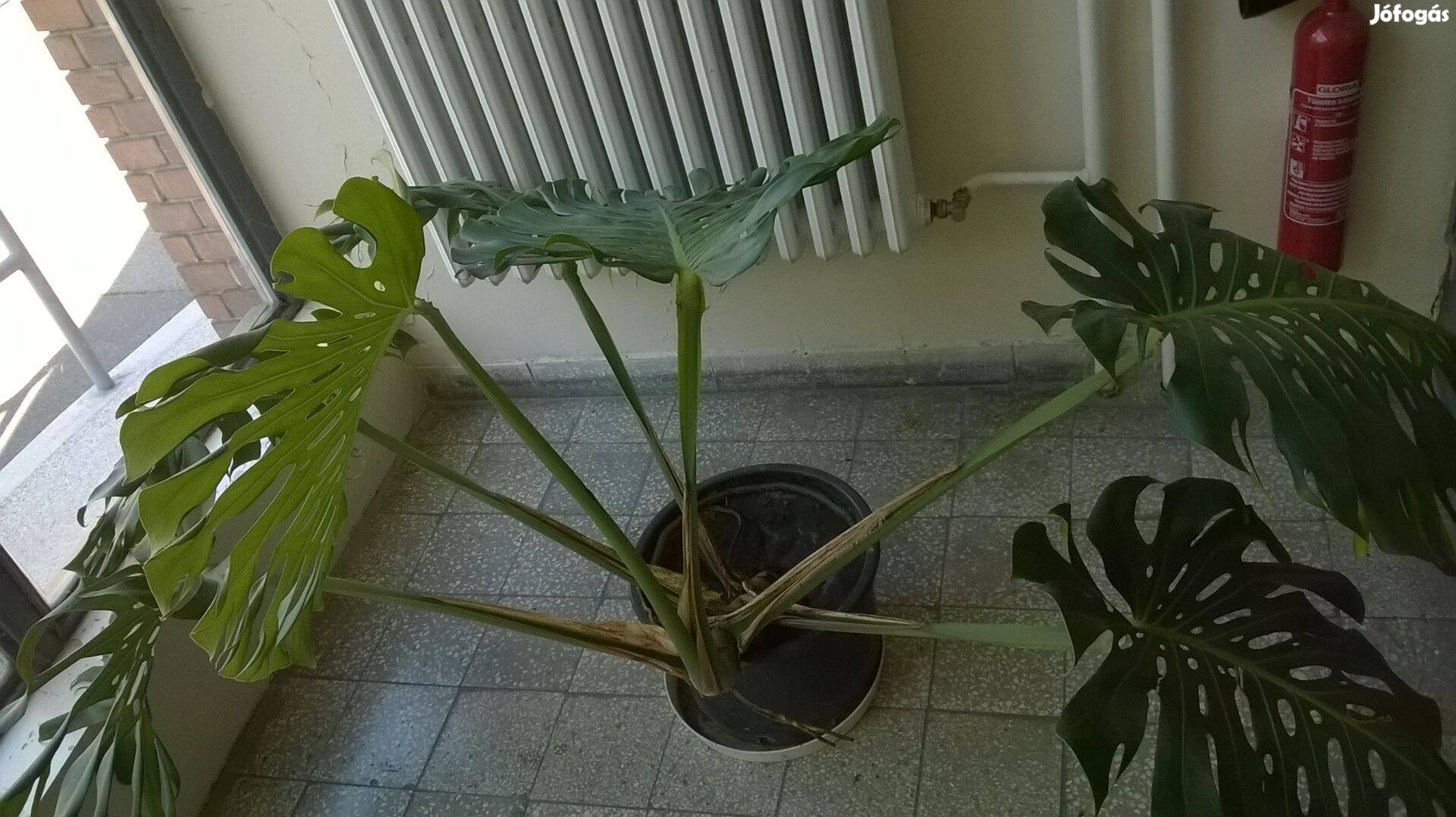 Könnyezőpálma Monstera deliciosa