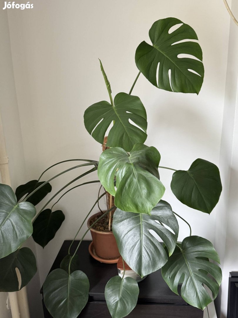 Könnyezőpálma Monsterra