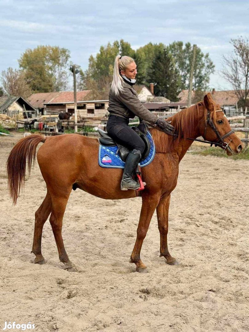 Könnyű lovaglású arab telivér herélt ló