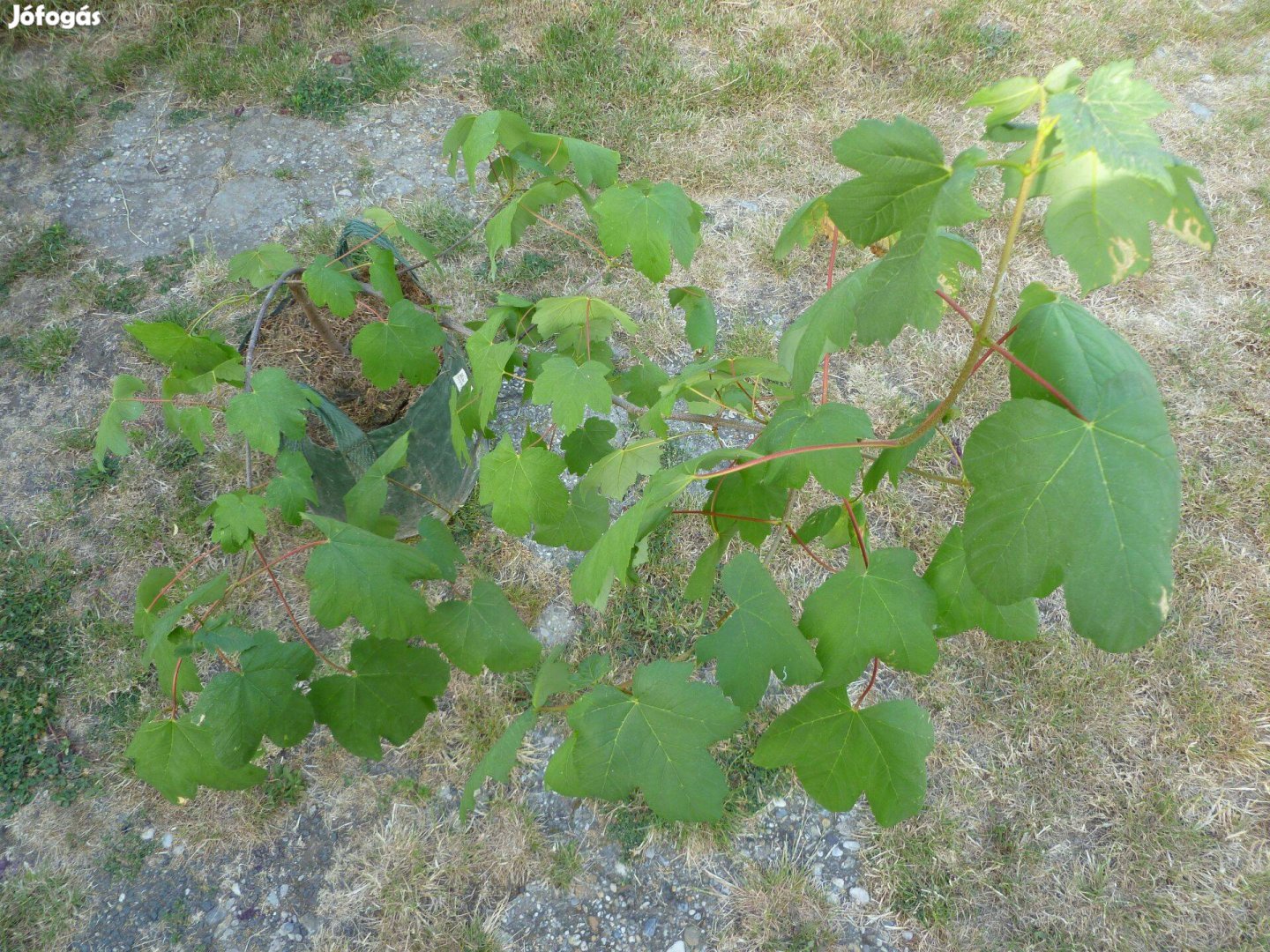 Konténeres Hegyi juhar növendék