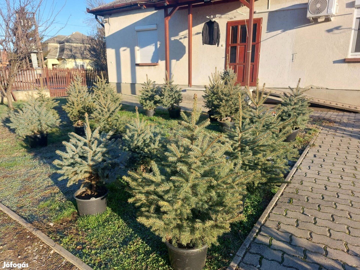 Konténeres, földlabdás ezüstfenyő eladó.