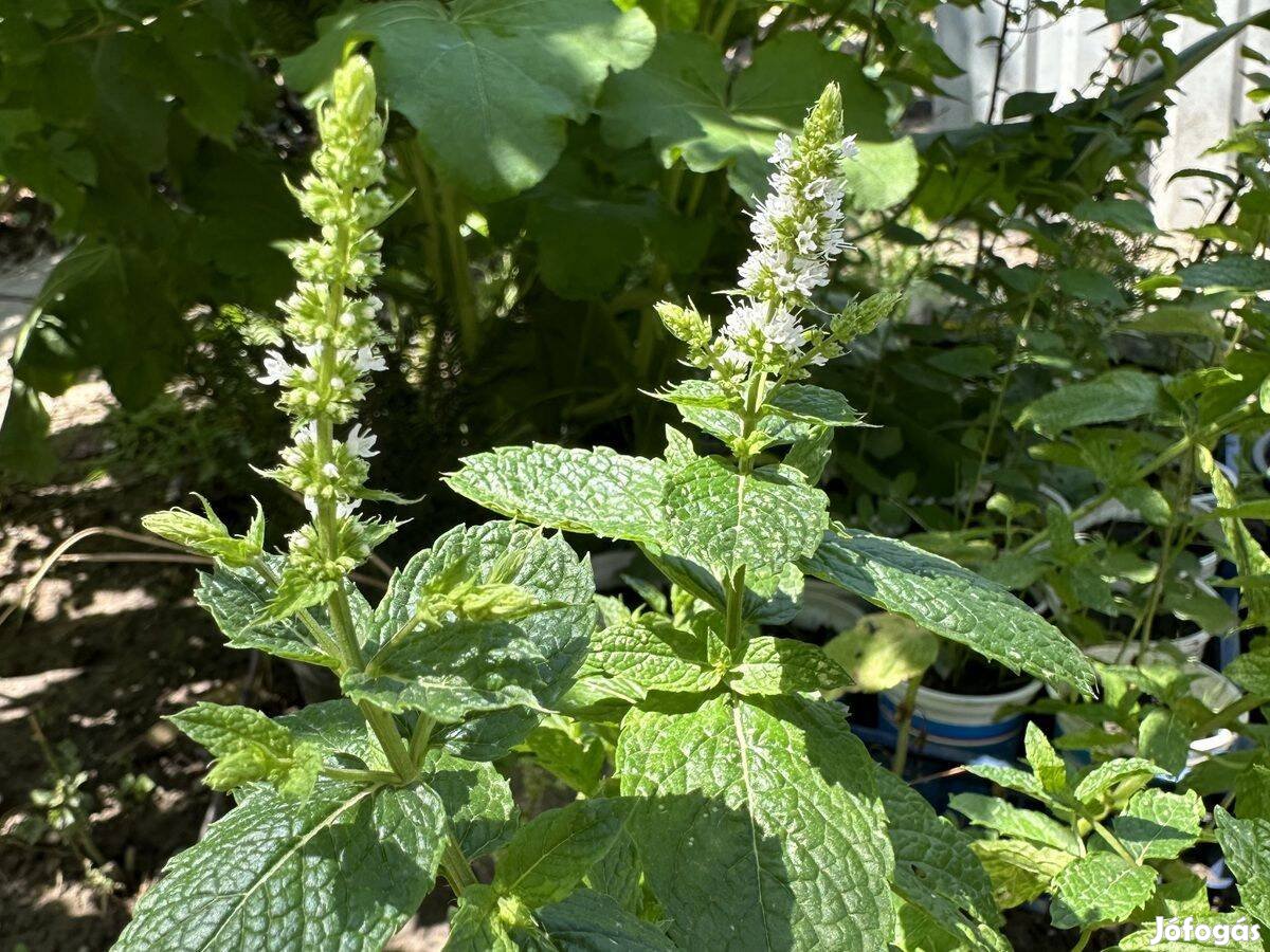 Konténeres borsmenta - Mentha x piperita - bors menta fűszernövény