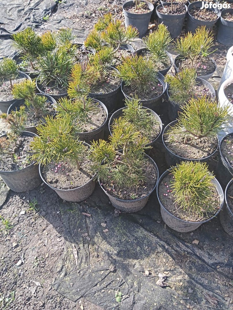 Konténeres fenyő csemeték, közvetlenül a termelőtől!