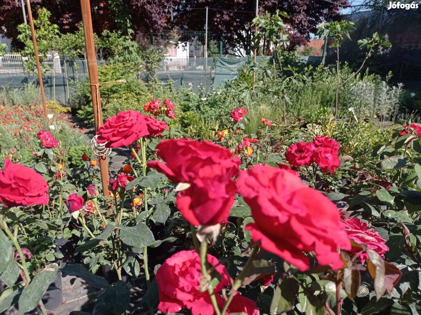 Konténeres rózsa kapható a nyírturai kertészetben