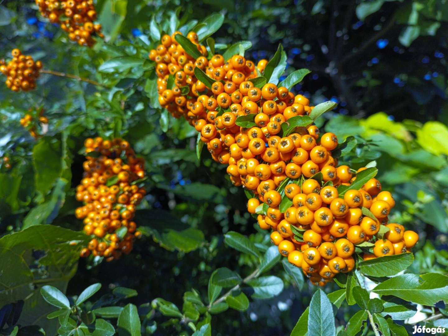 Konténeres tűztövis - Pyracantha Orange és Yellow Glow