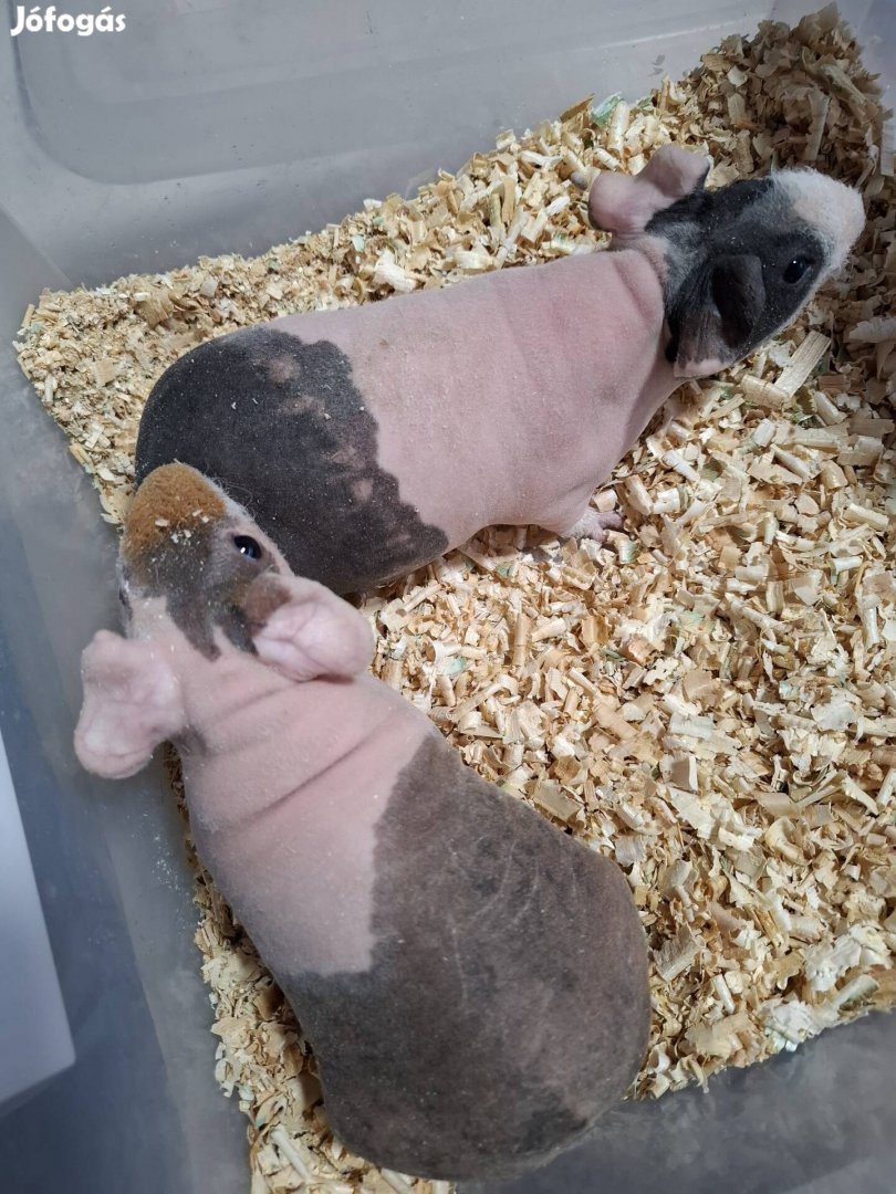 Kopasz fiú malackák!