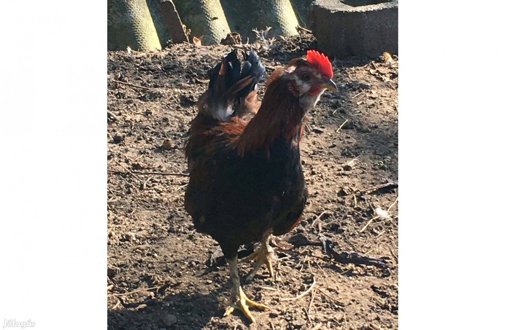 Kopasz kakaska jó humorérzékű gazdát keres