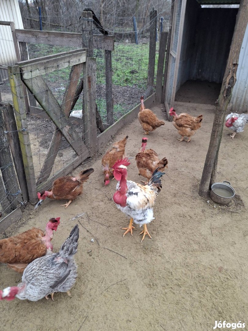 Kopasznyakú állománybol tojas kapható