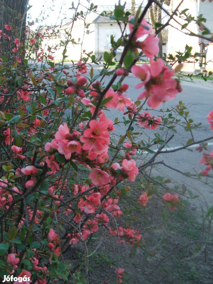 Kora tavasszal virágzó Díszbirs, Japánbirs