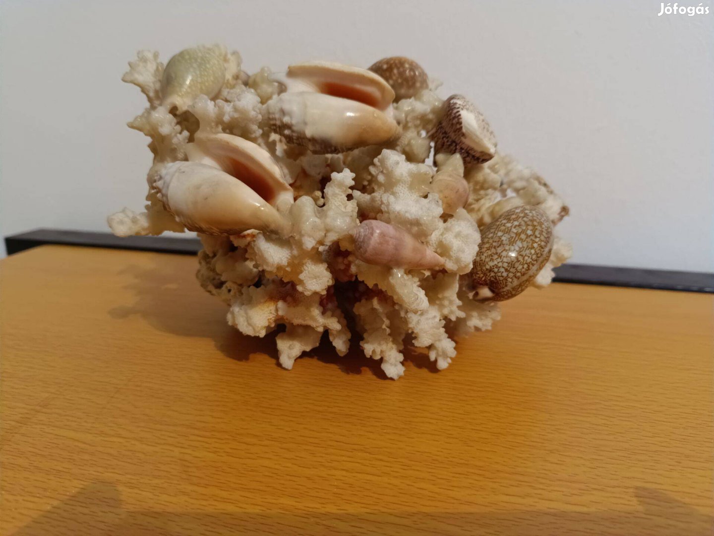 Korall ,kagyló és csiga asztali disz , dekoráció