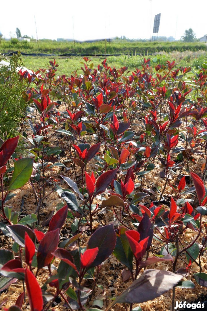 Korall berkenye törpe Photinia Little Red Robin