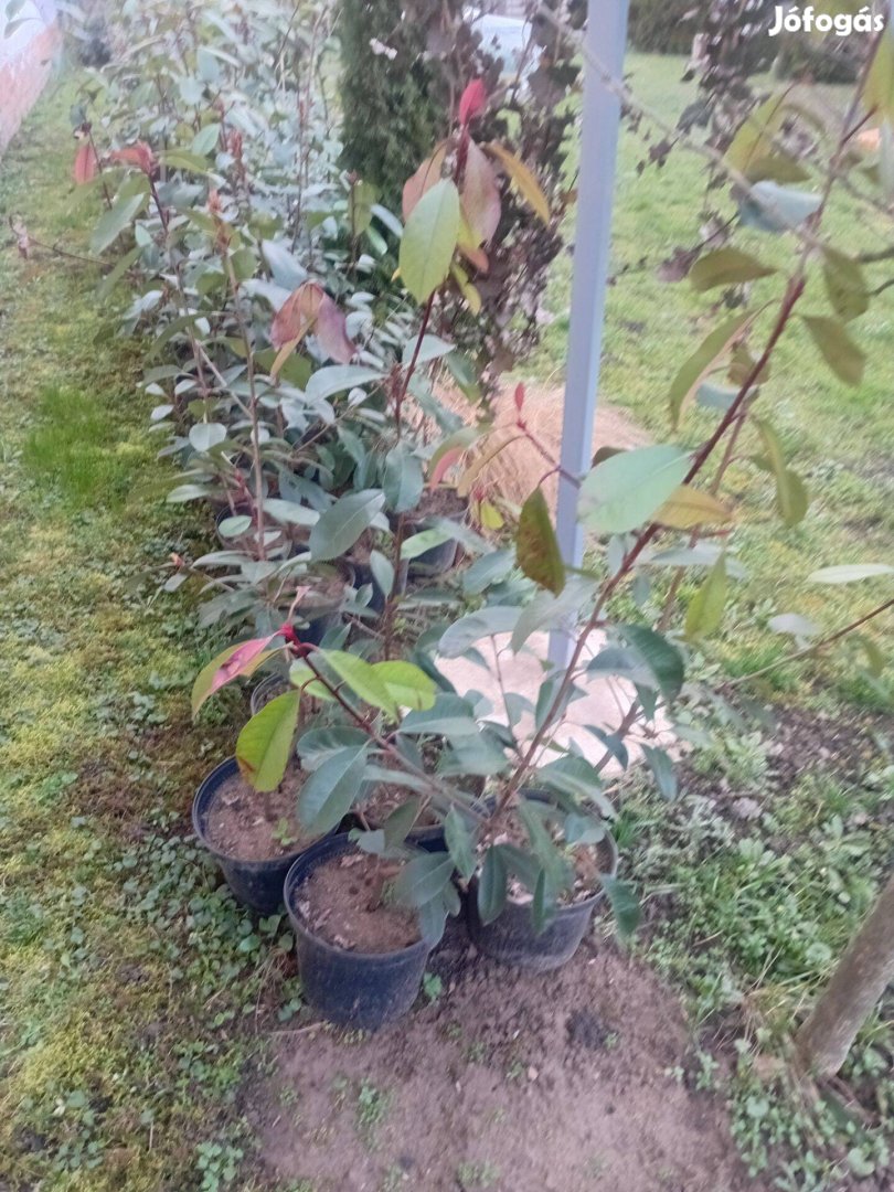 Korallberkenye Red Robin