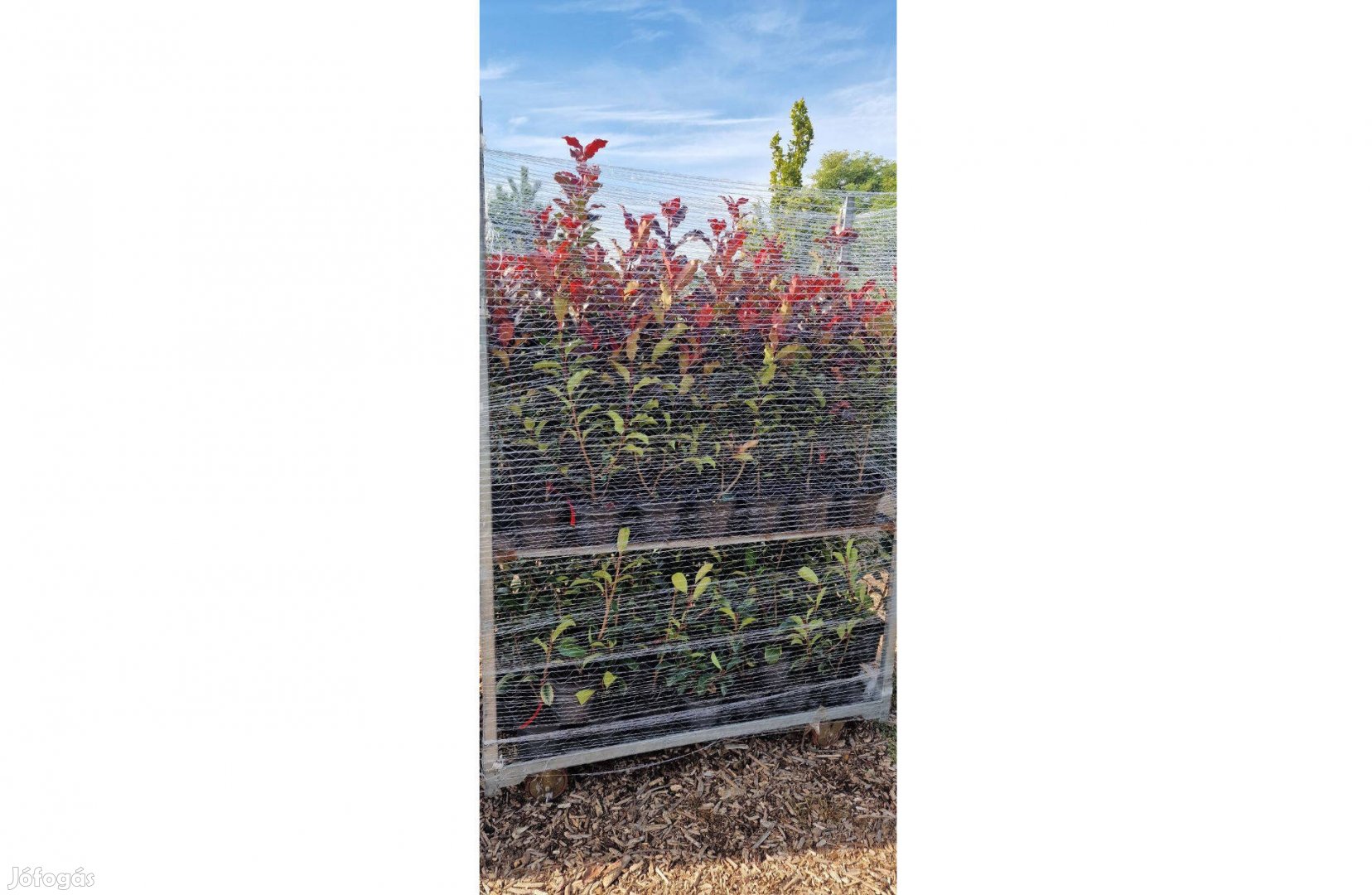 Korallberkenye - Photinia