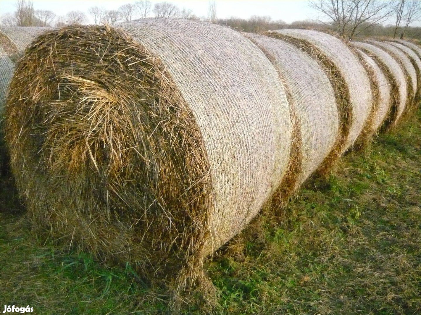 Körbálás szalma eladó