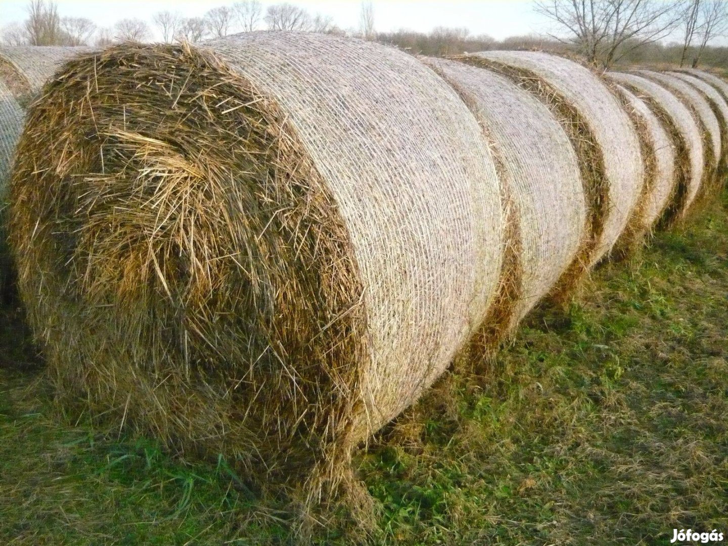 Körbálás szalma eladó