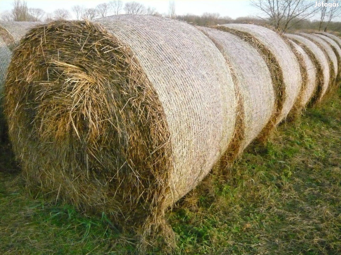 Körbálás szalma eladó