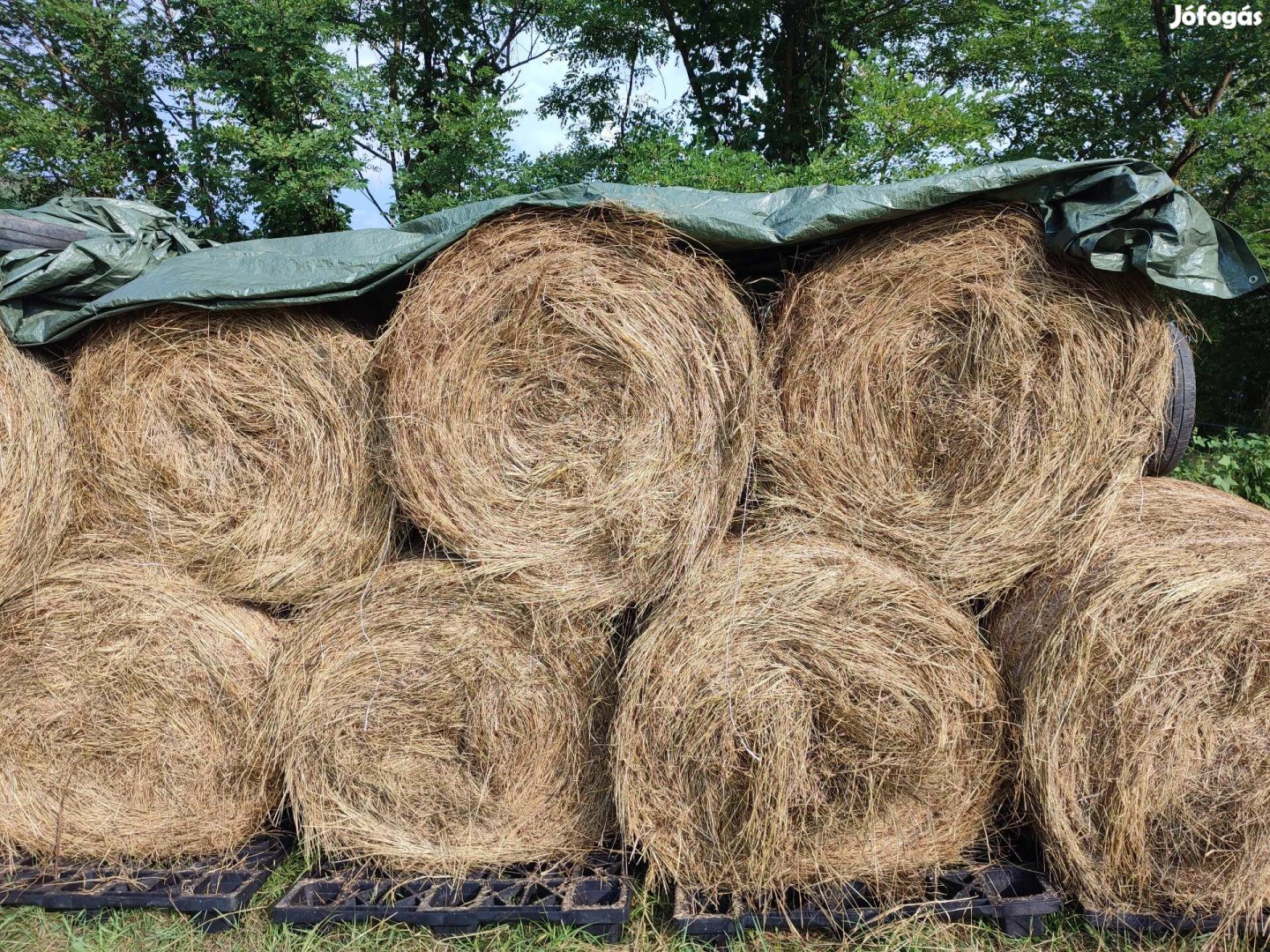 Körbálás széna