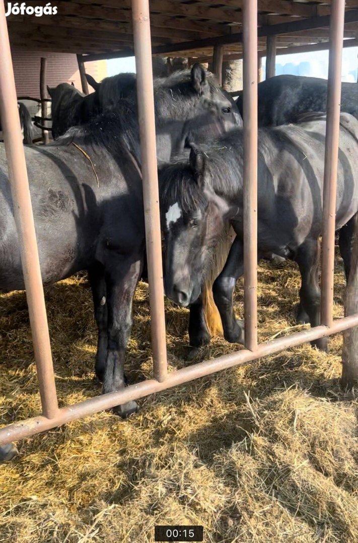 Kormos deres Percheron kanca csikók