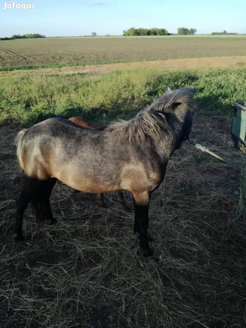 Kormos deres kanca póni hobbi célra csak jó helyre!!