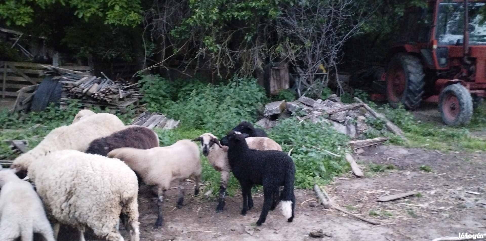 Kos bárányok eladók