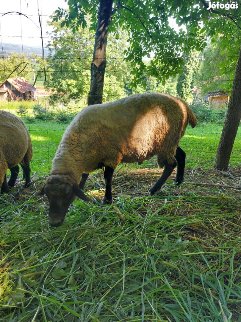 Kos birka eladó