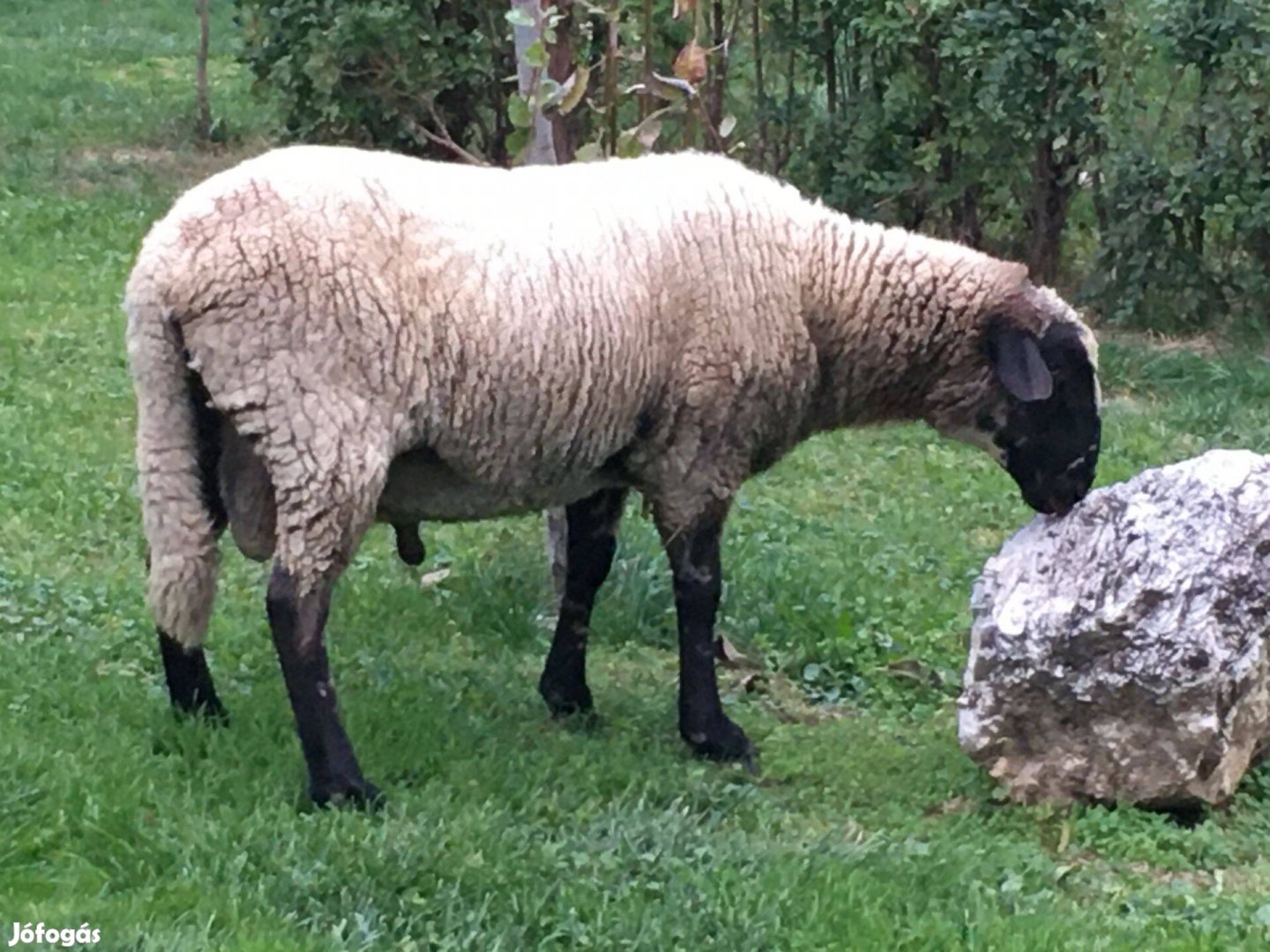 Kos birka eladó