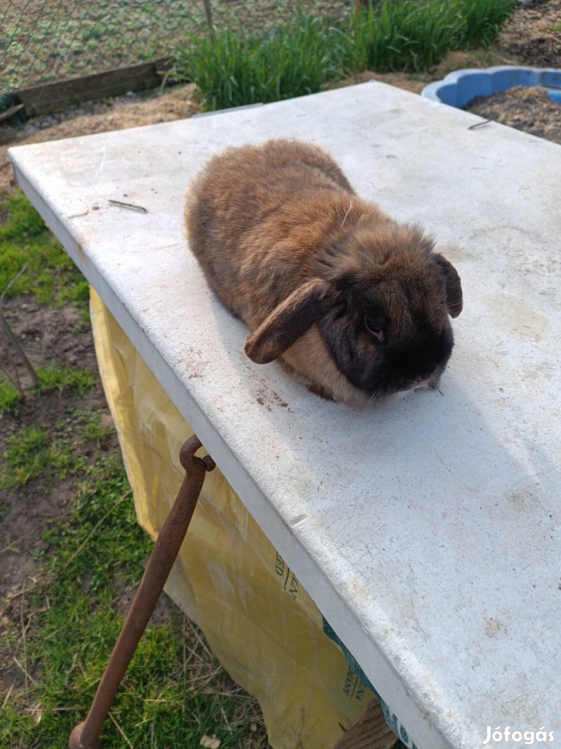 Kosorrú,lógófülű törpenyúl kedvencnek