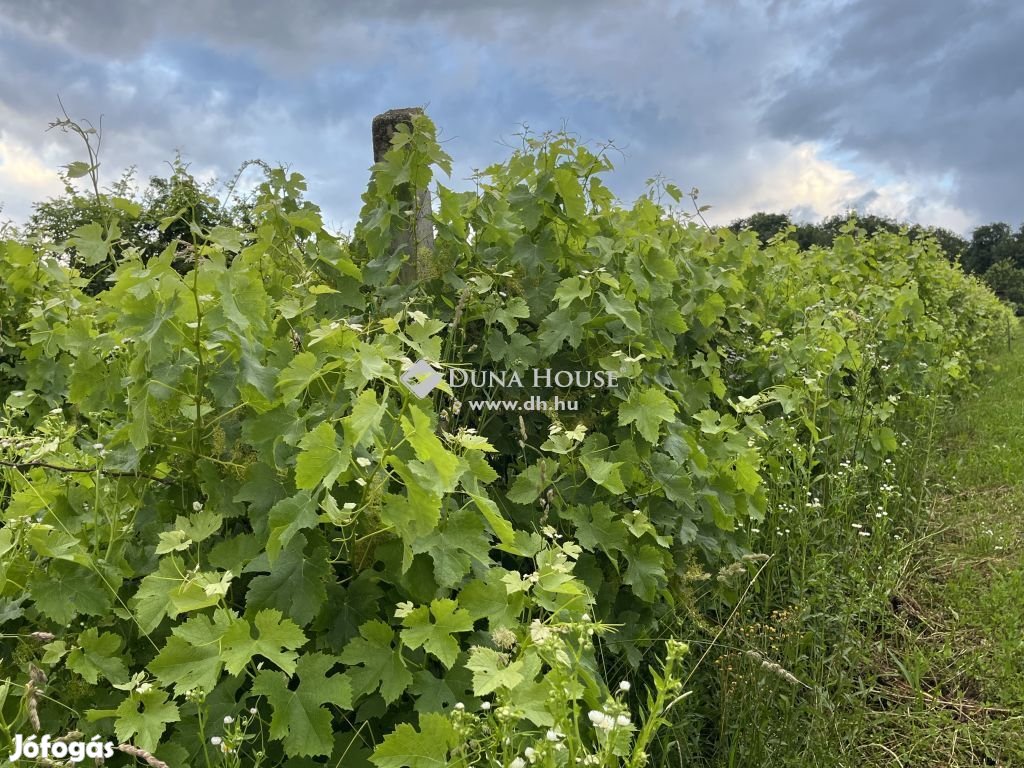 Kőszegdoroszlói 2115 nm-es telek eladó