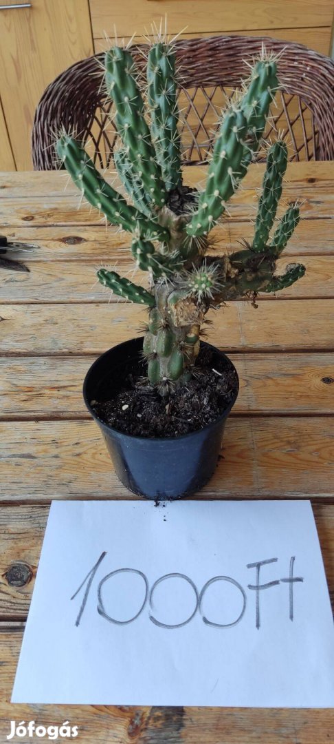 Kötélkaktusz (Cylindropuntia imbricata)