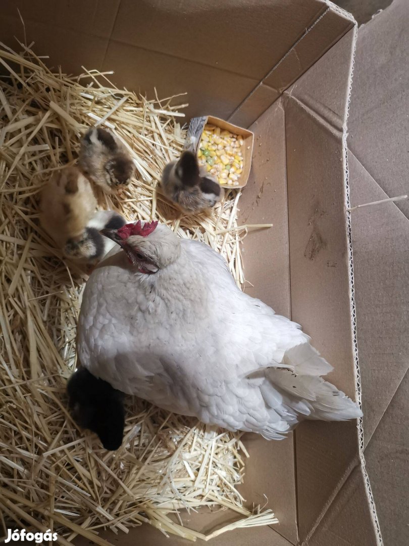 Kotlós csibékkel eladó