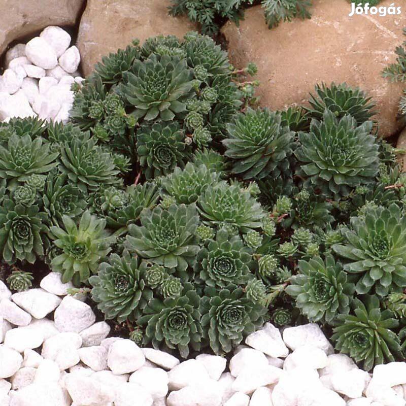 Kövirózsa frissen kiszedve